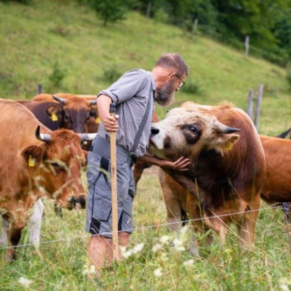 Reportage dans un élevage bovin de race japonaise Wagyu en Ille-et-Vilaine